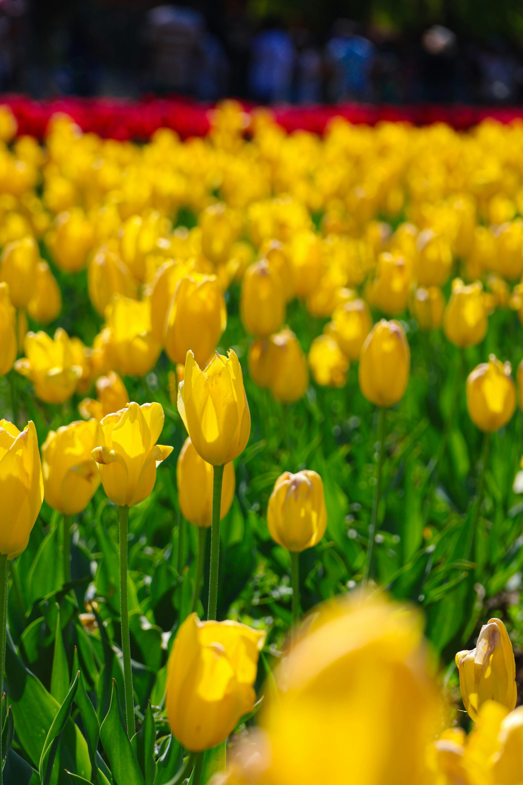 A vibrant display of yellow tulips in full bloom during spring at a Srinagar garden under bright daylight.